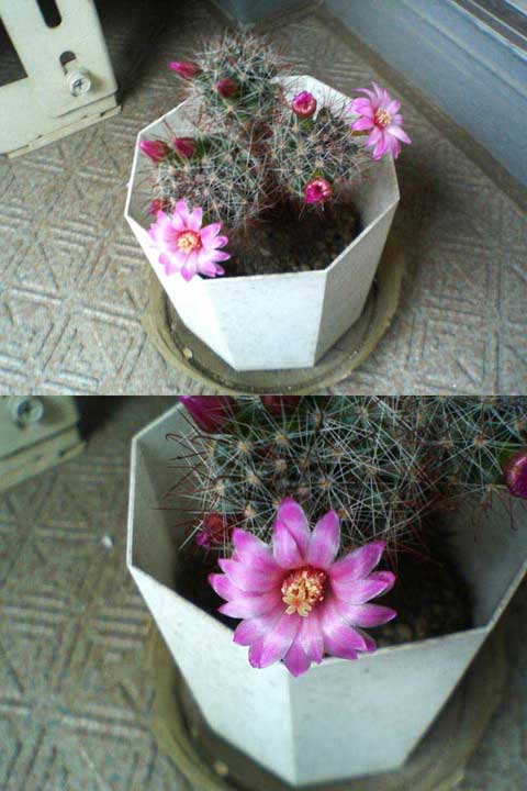 cactus_daytime.jpg