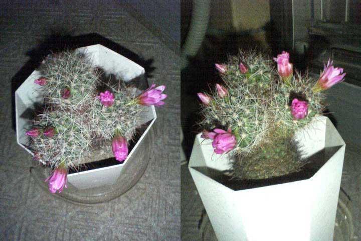 cactus_night.jpg